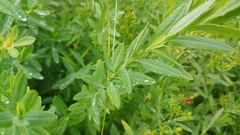 Hypericum swinkianum