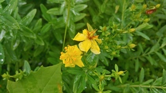 Hypericum swinkianum