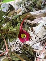 Aristolochia foetida