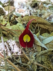 Aristolochia foetida