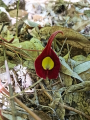 Aristolochia foetida