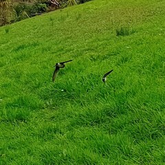Hirundo neoxena neoxena