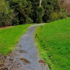 Hirundo neoxena neoxena