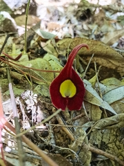Aristolochia foetida
