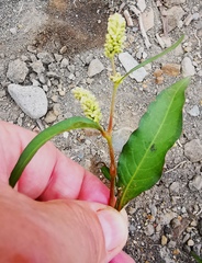 Persicaria tomentosa