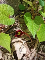 Aristolochia foetida