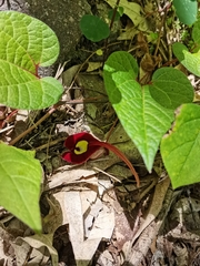 Aristolochia foetida