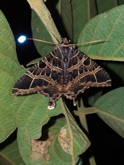 Coronidia canace