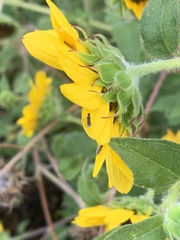 Neotephritis finalis