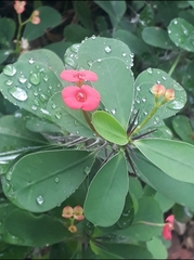 Euphorbia milii