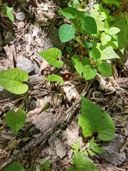 Aristolochia foetida