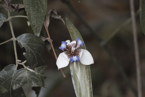 Trimezia candida