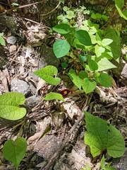 Aristolochia foetida
