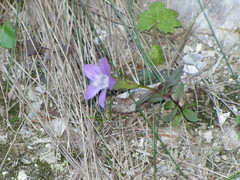 Gentianella amarella