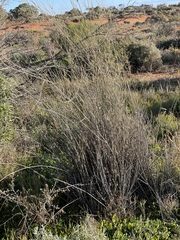 Eragrostis australasica