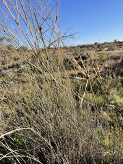 Eragrostis australasica