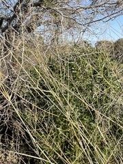 Eragrostis australasica