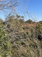 Eragrostis australasica