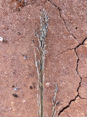 Eragrostis australasica