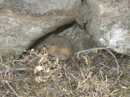 Meadow Jumping Mouse