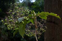 Mackinlaya confusa