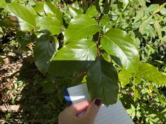 Cryptocarya onoprienkoana