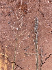 Eragrostis australasica