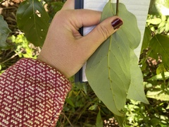 Cryptocarya onoprienkoana