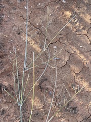 Eragrostis australasica