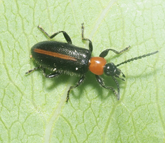 Statira laevicollis