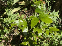 Cryptocarya onoprienkoana