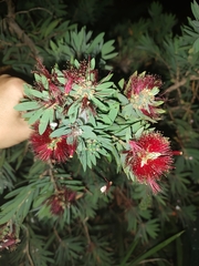 Melaleuca