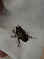 Prosopocoilus