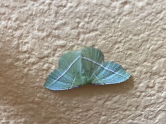 Dichorda illustraria