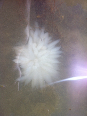 Doryteuthis opalescens