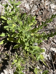 Chrysopsis gossypina