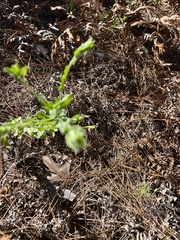 Chrysopsis gossypina