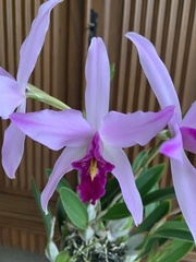 Laelia anceps anceps