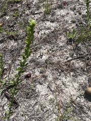 Chrysopsis gossypina