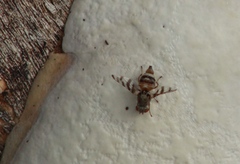 Pseudotephritina