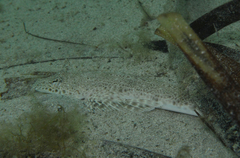 Platycephalidae