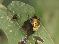 Zonosemata vittigera