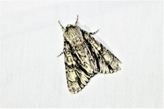 Acronicta