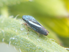 Graphocephala lugubris