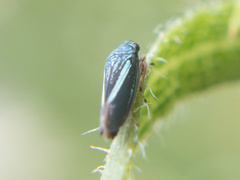 Graphocephala lugubris