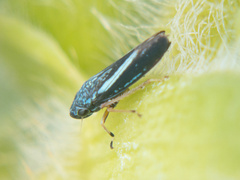 Graphocephala lugubris
