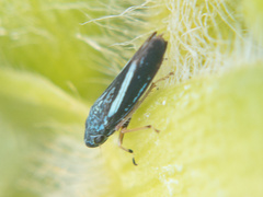 Graphocephala lugubris