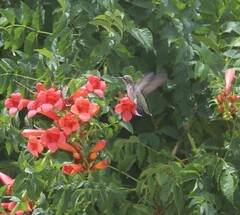 Archilochus alexandri