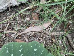 Pseudoficimia frontalis