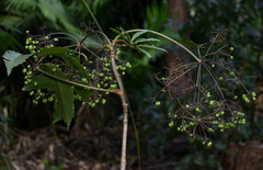 Mackinlaya confusa